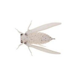 Lures Jackson Namazemi Cicada Lure -Cheap Ifish Store jackson ash 600x