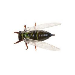 Lures Jackson Namazemi Cicada Lure -Cheap Ifish Store jackson mmz 600x